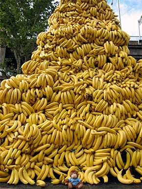 10,000 bananas and one small monkey