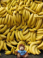 Bob tries to remember where he put his bananas