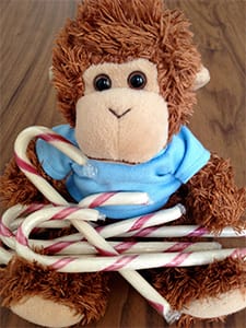 Bob T. Monkey loves candy canes