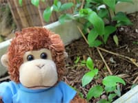 Bob looks after his garden