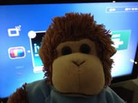 Bob T. Monkey multitasks while watching TV