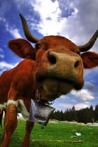 More cowbell
