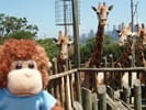 Bob meets some giraffes