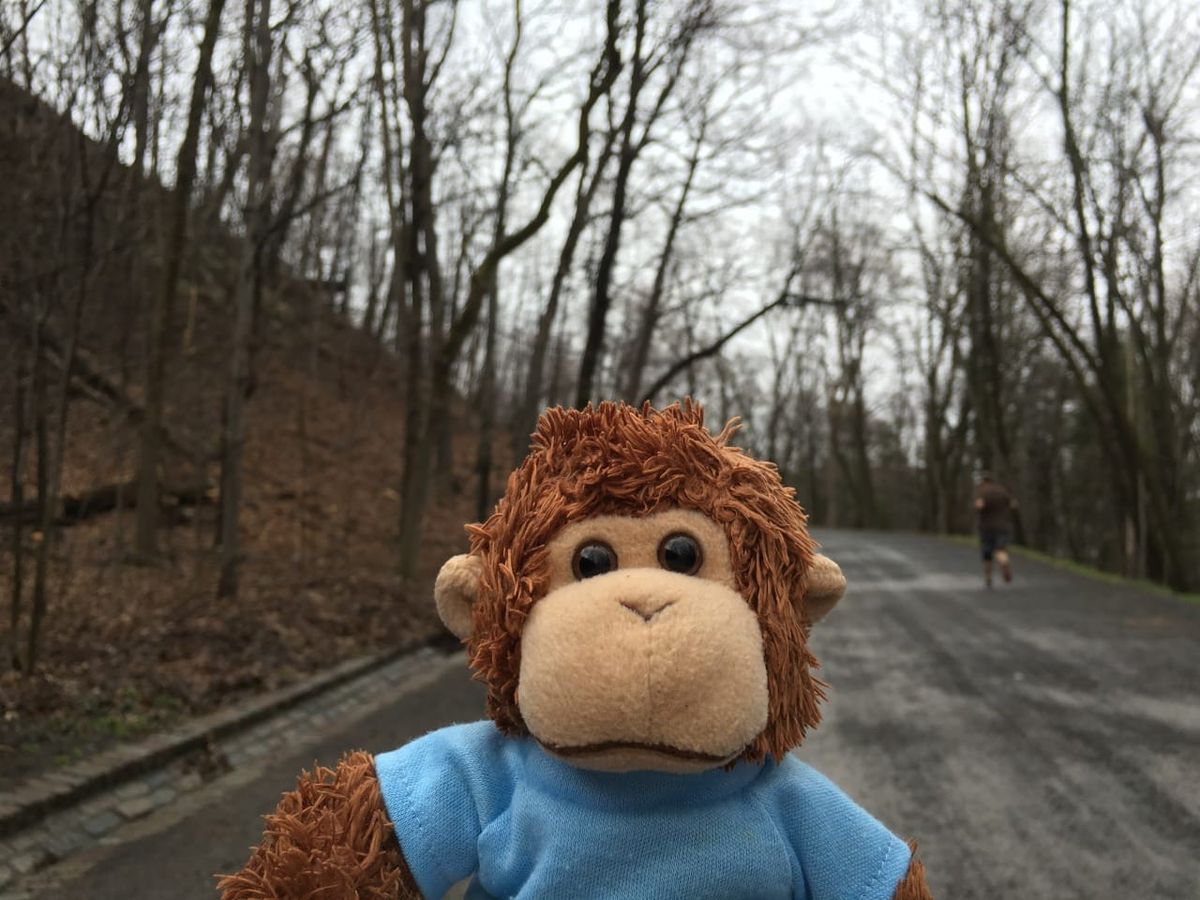 Bob T. Monkey goes running