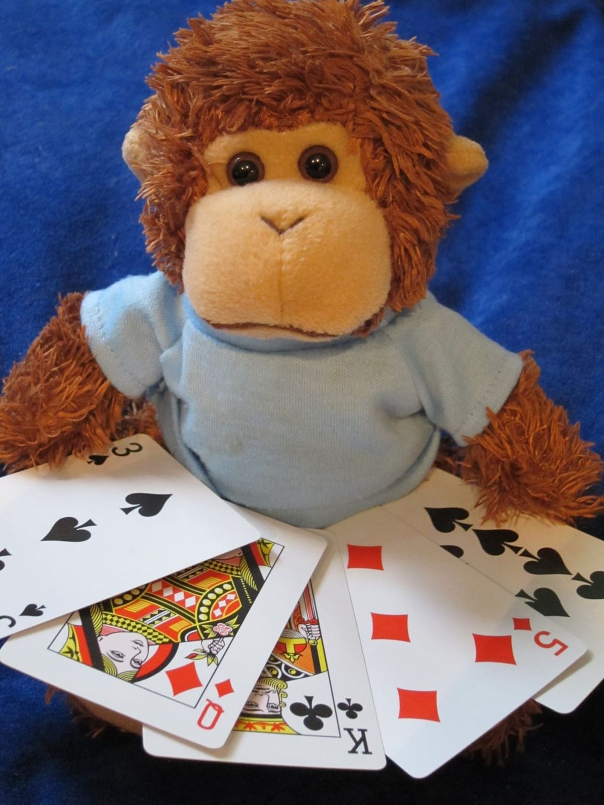 Bob T. Monkey doing a magic trick with cards