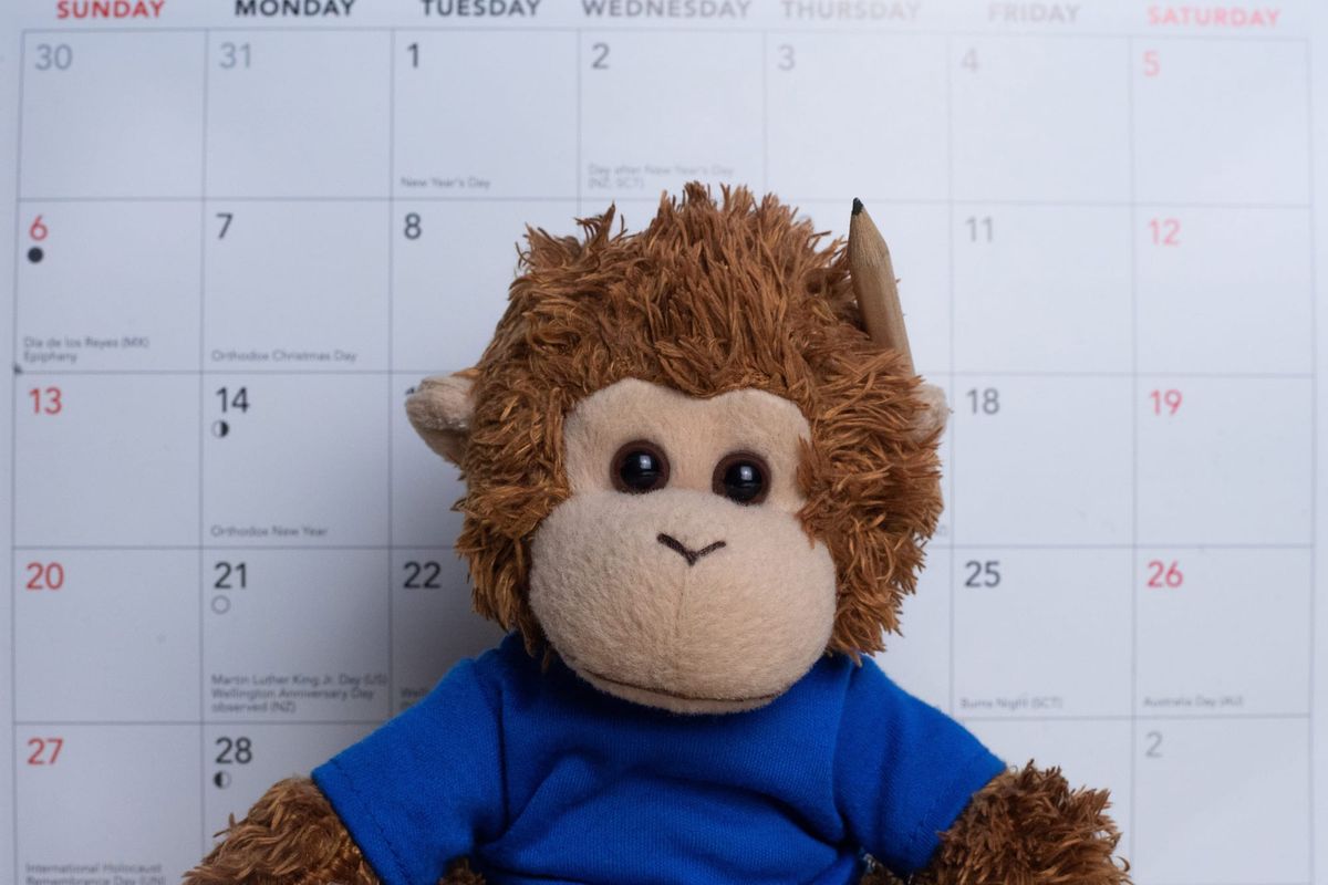 Bob T. Monkey looks at his calendar