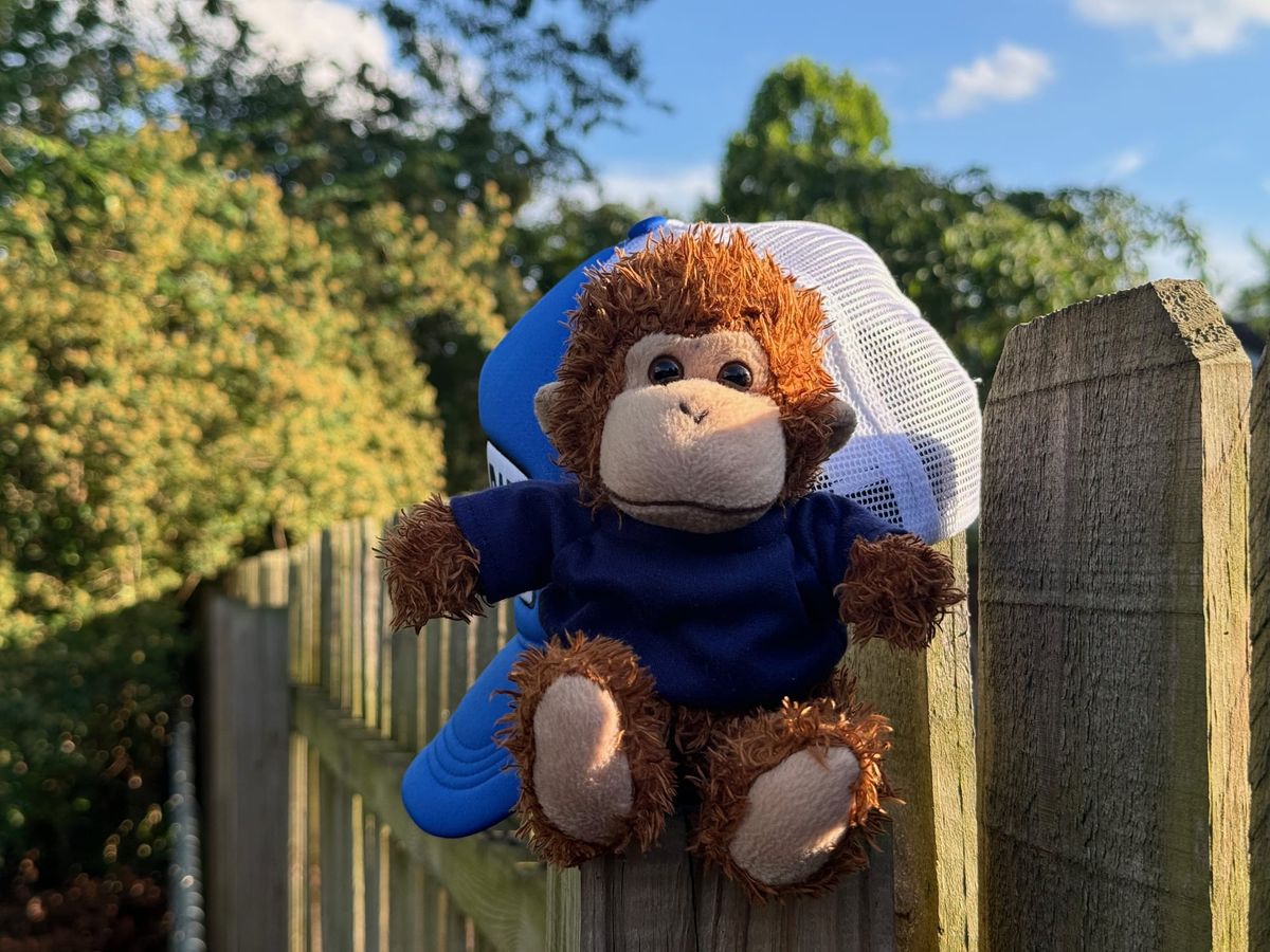 Bob T. Monkey with his hat on a fence.