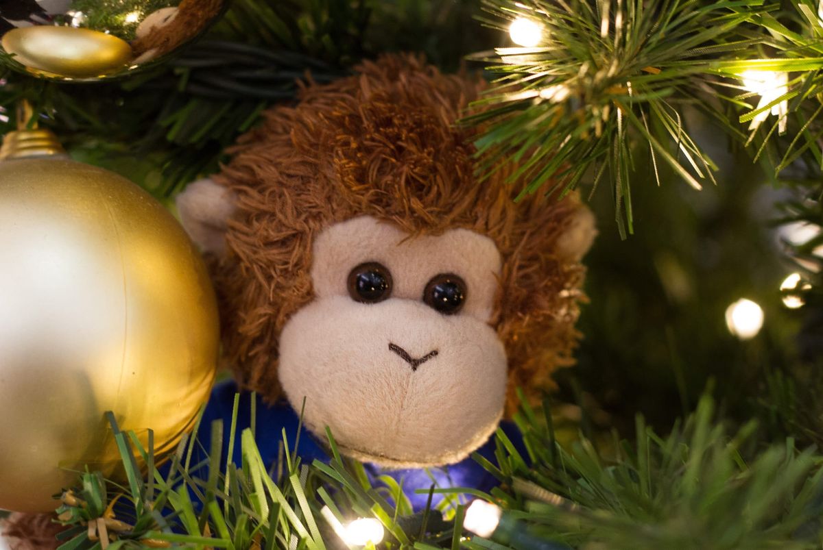 Bob T. Monkey hiding amongst ornaments in a Christmas tree.
