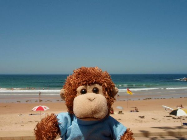 Bob T. Monkey on vacation at the beach