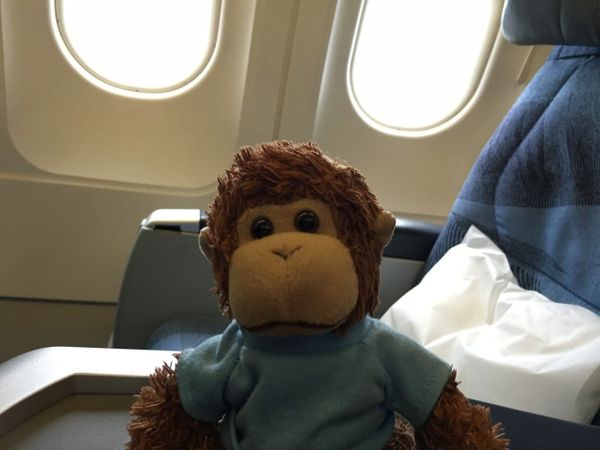 Bob T. Monkey on a plane