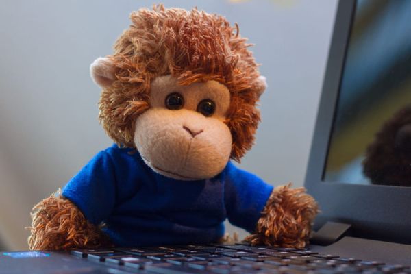 Bob T. Monkey on a laptop