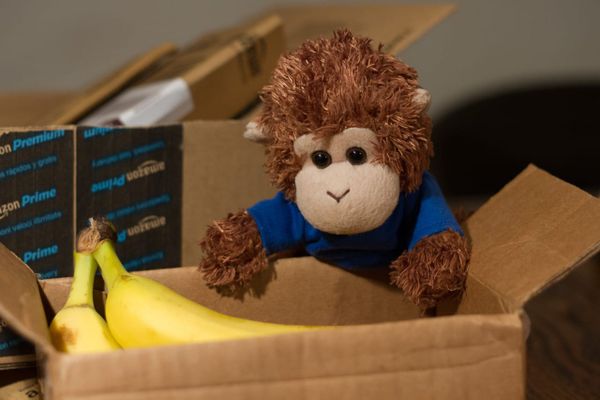Bob T. Monkey receives a banana shipment