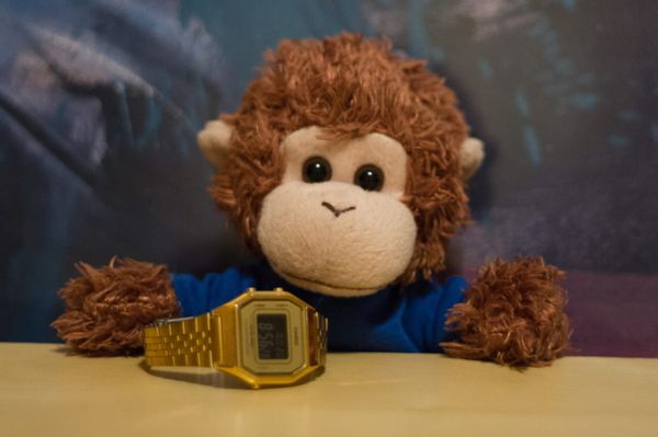 Bob T. Monkey with a watch