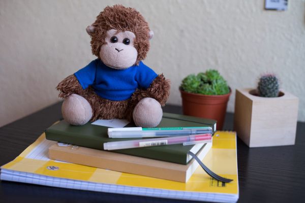 Bob T. Monkey gets ready for school
