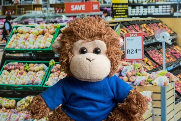 Bob T. Monkey does some grocery shopping