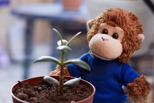 Bob T. Monkey waters his plants, one of his daily tasks
