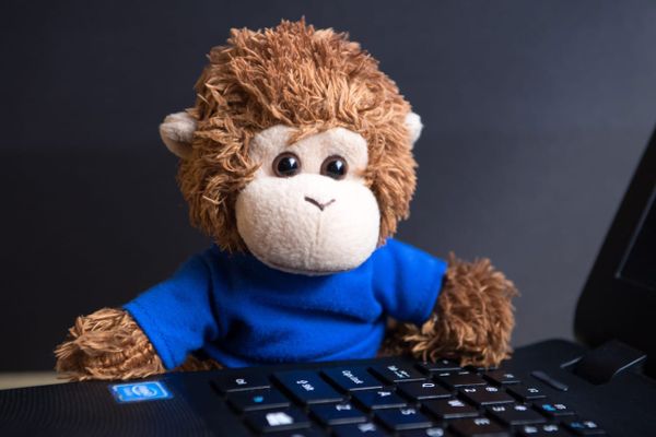 Bob T. Monkey works on his organization techniques on his laptop