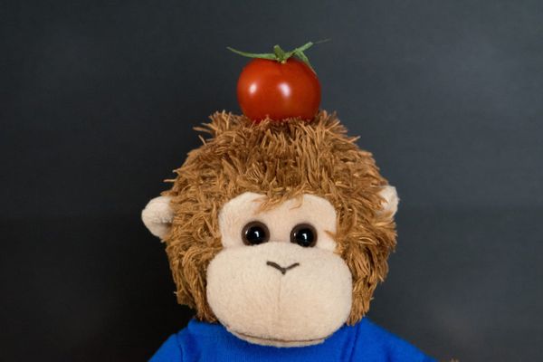 Bob T. Monkey with a tomato