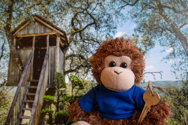 Bob T. Monkey moves into his new home