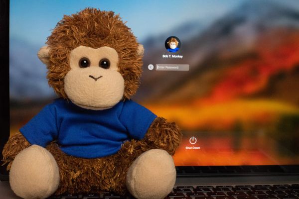 Bob T. Monkey gets started with his day