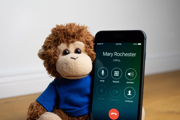 Bob T. Monkey using his phone to keep up with his contacts