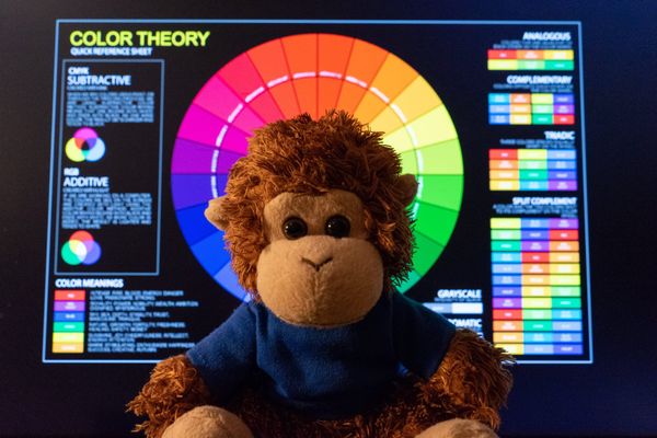 Bob T. Monkey researches colors