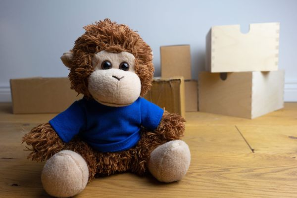 Bob T. Monkey prepares to move house