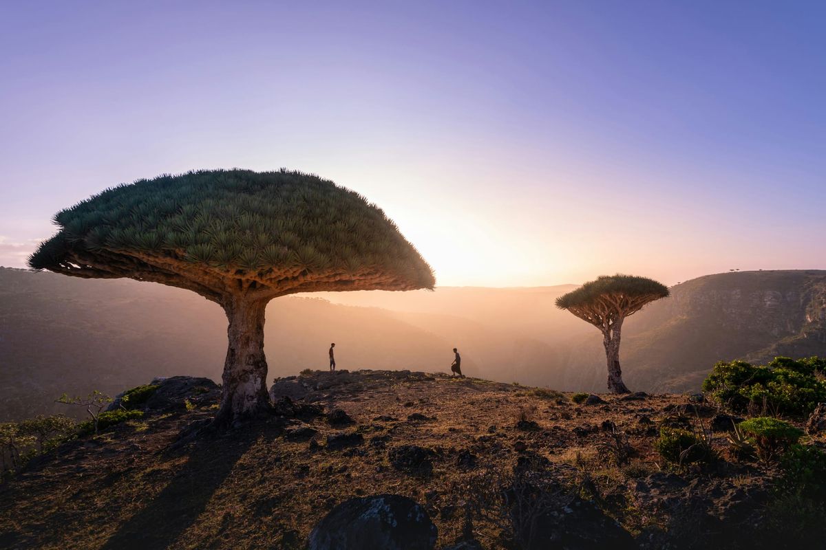 Socotra: THE ISLAND WITHOUT DISTANCE