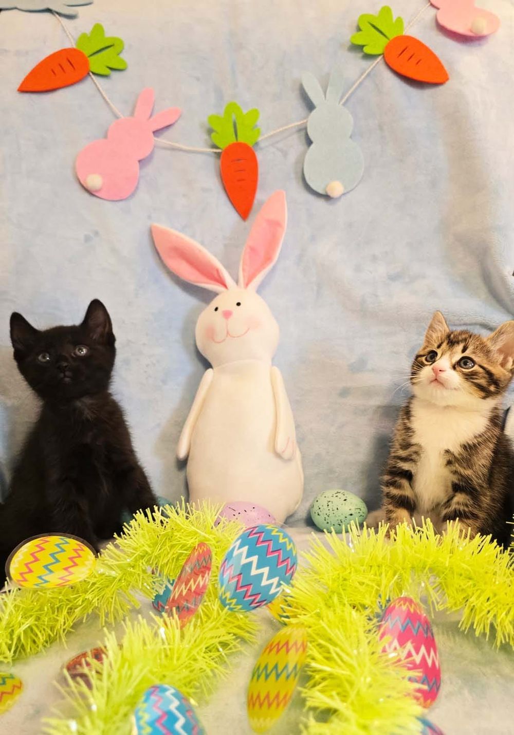 PAWS Bravehearts Pet of the Week