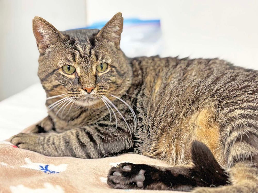 PAWS Bravehearts Pet of the Week