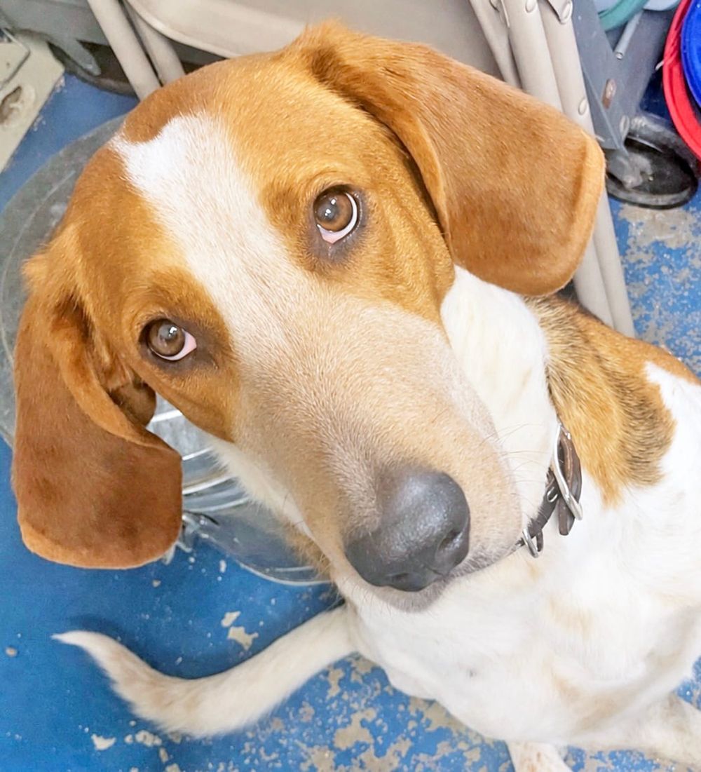 PAWS Bravehearts Pet of the Week