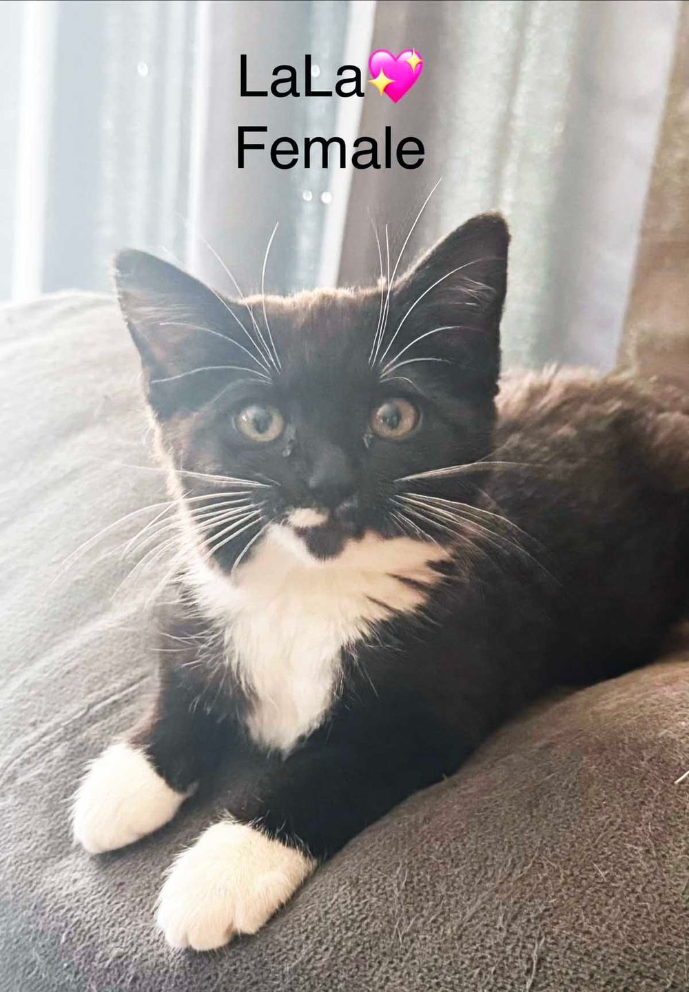 PAWS Bravehearts Pet of the Week