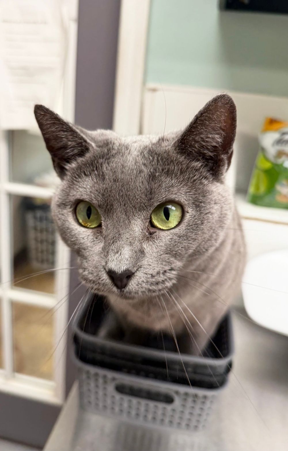 PAWS Bravehearts Pet of the Week
