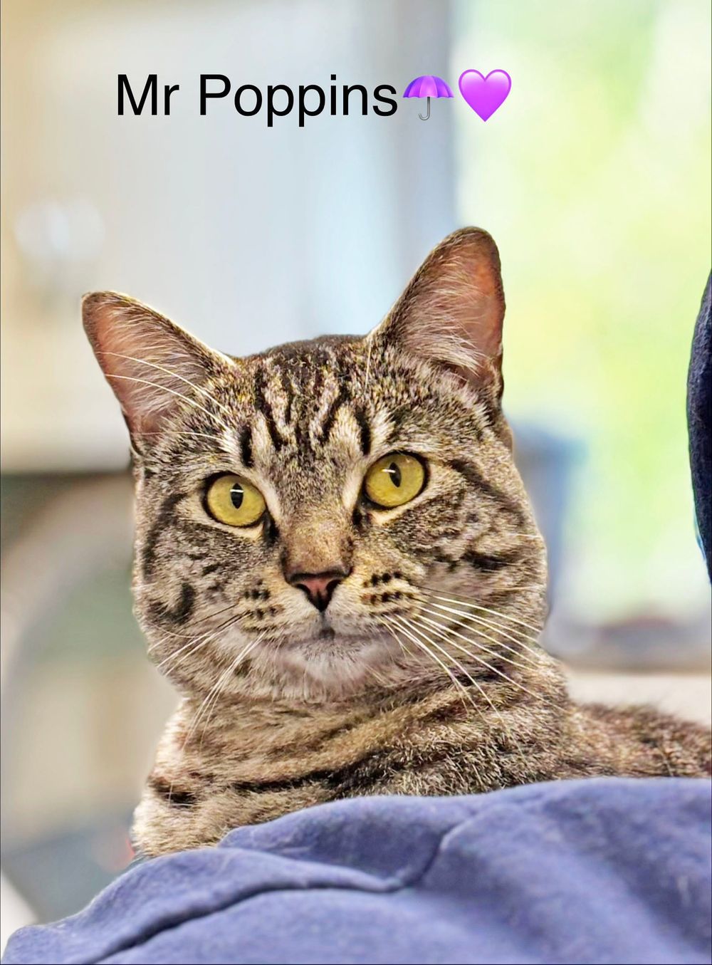 PAWS Bravehearts Pet of the Week