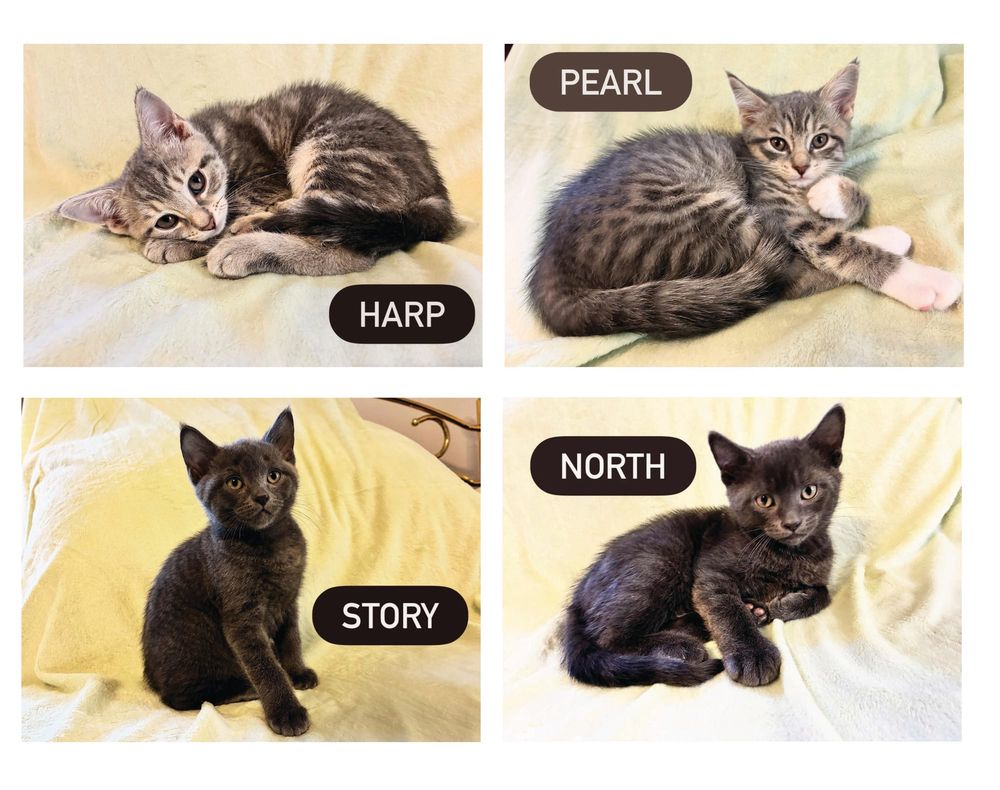 PAWS Bravehearts Pet of the Week