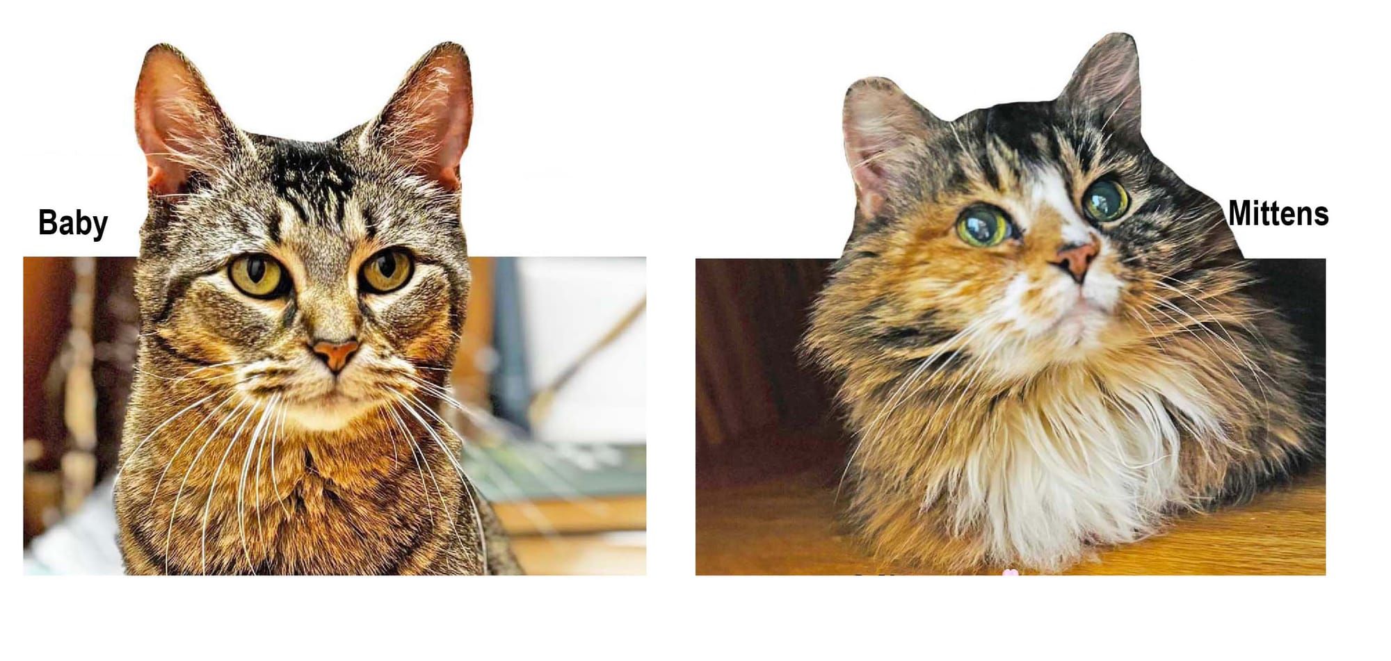 Paws Bravehearts Pet of the Week