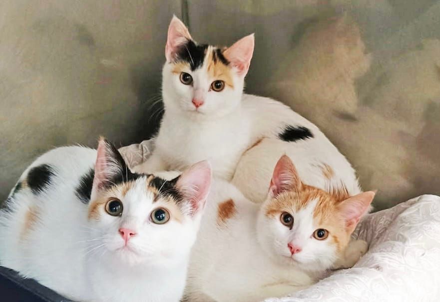 PAWS Bravehearts Pet of the Week