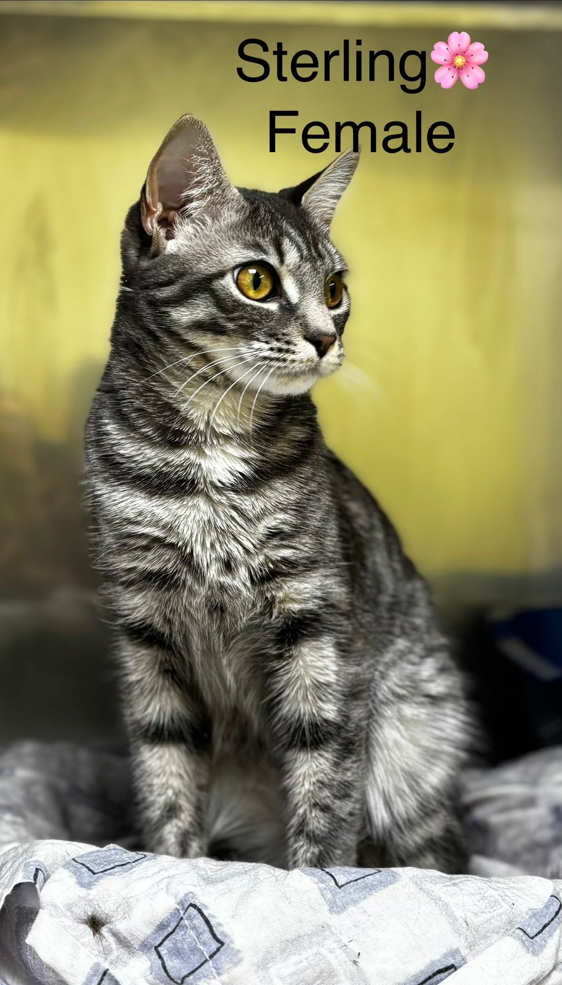 PAWS Brave Hearts Pet of the Week