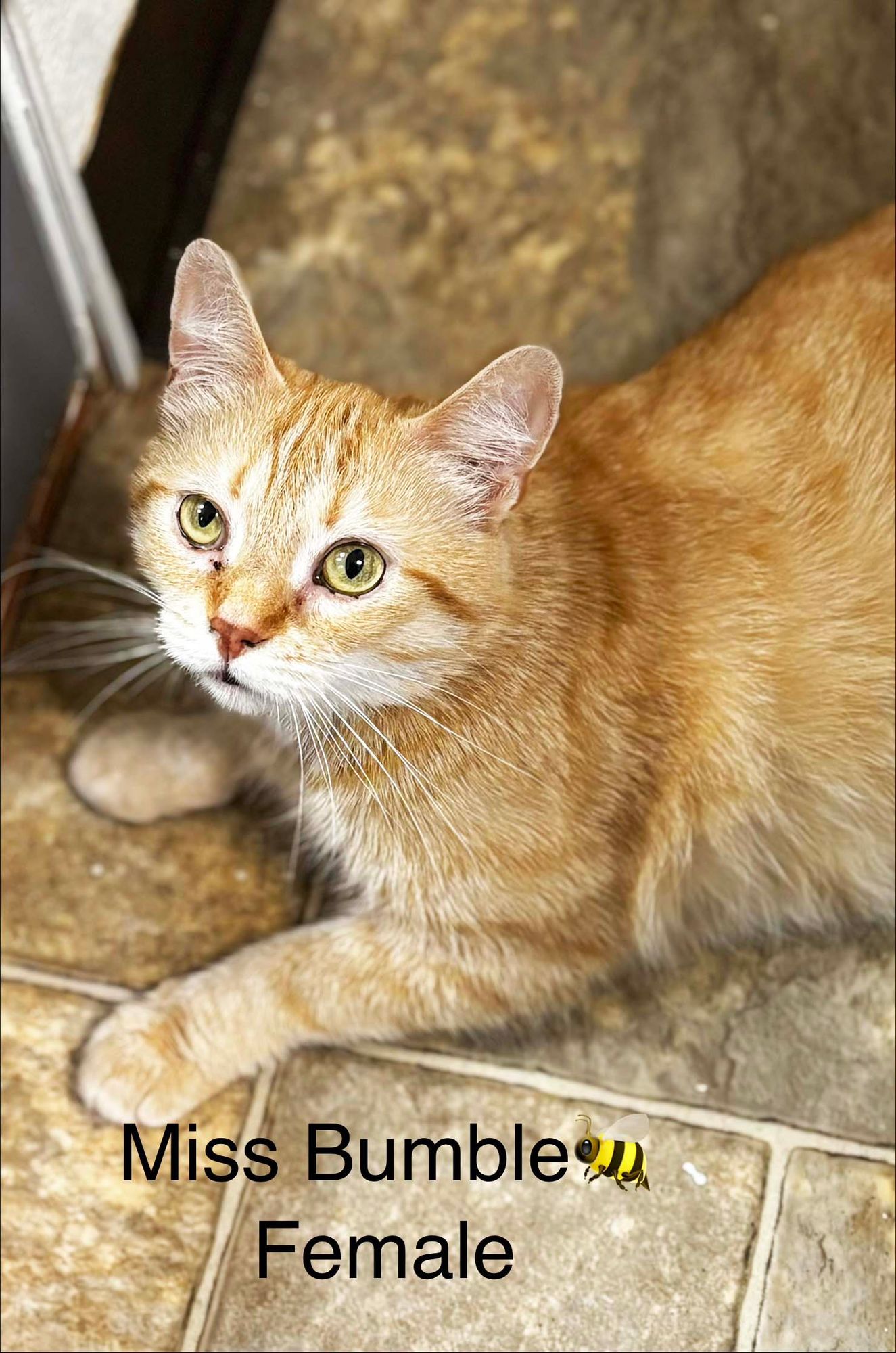 PAWS Bravehearts Pet of the Week