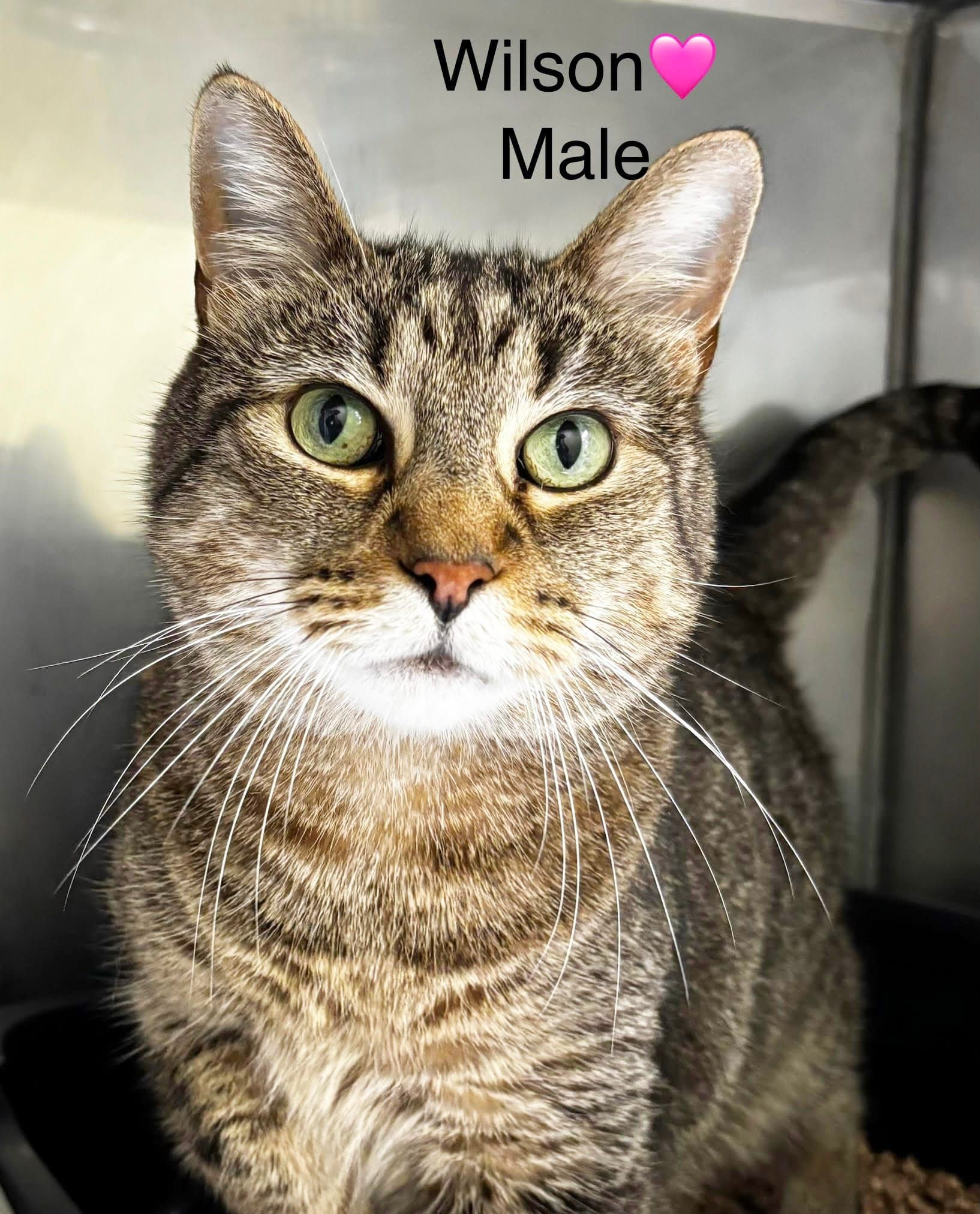 PAWS Bravehearts Pet of the Week
