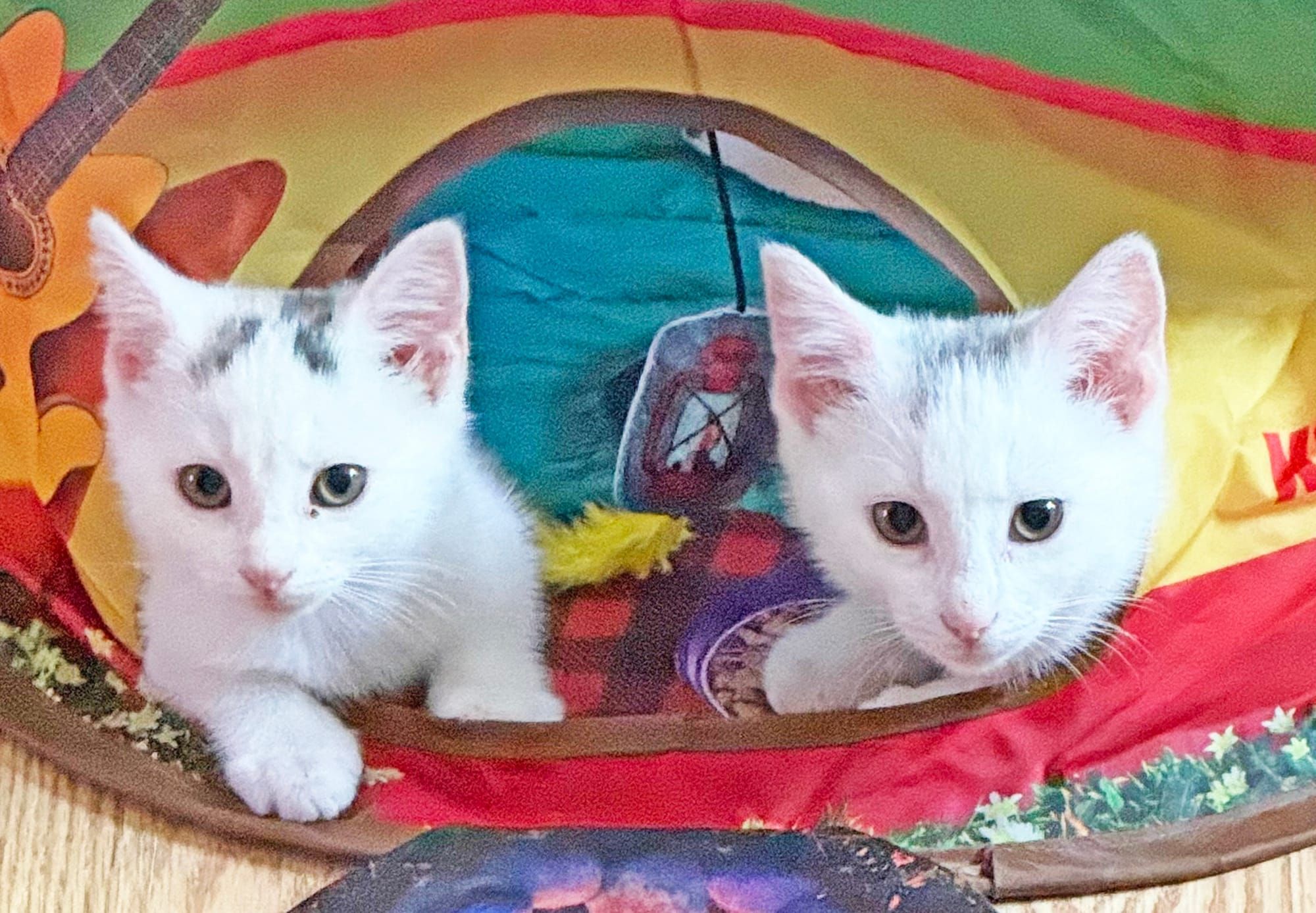 PAWS Bravehearts Pet of the Week
