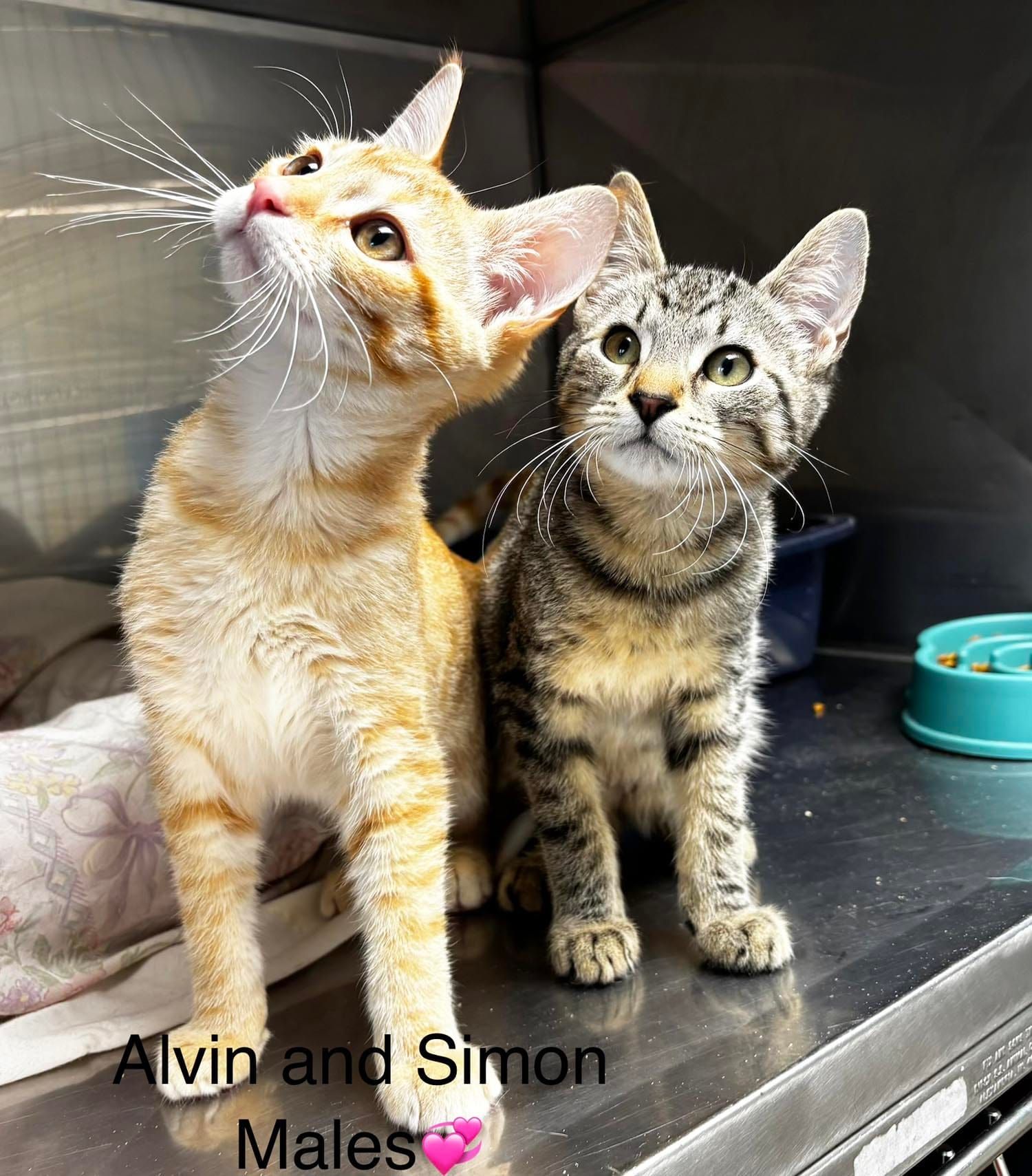 PAWS Bravehearts Pet of the Week