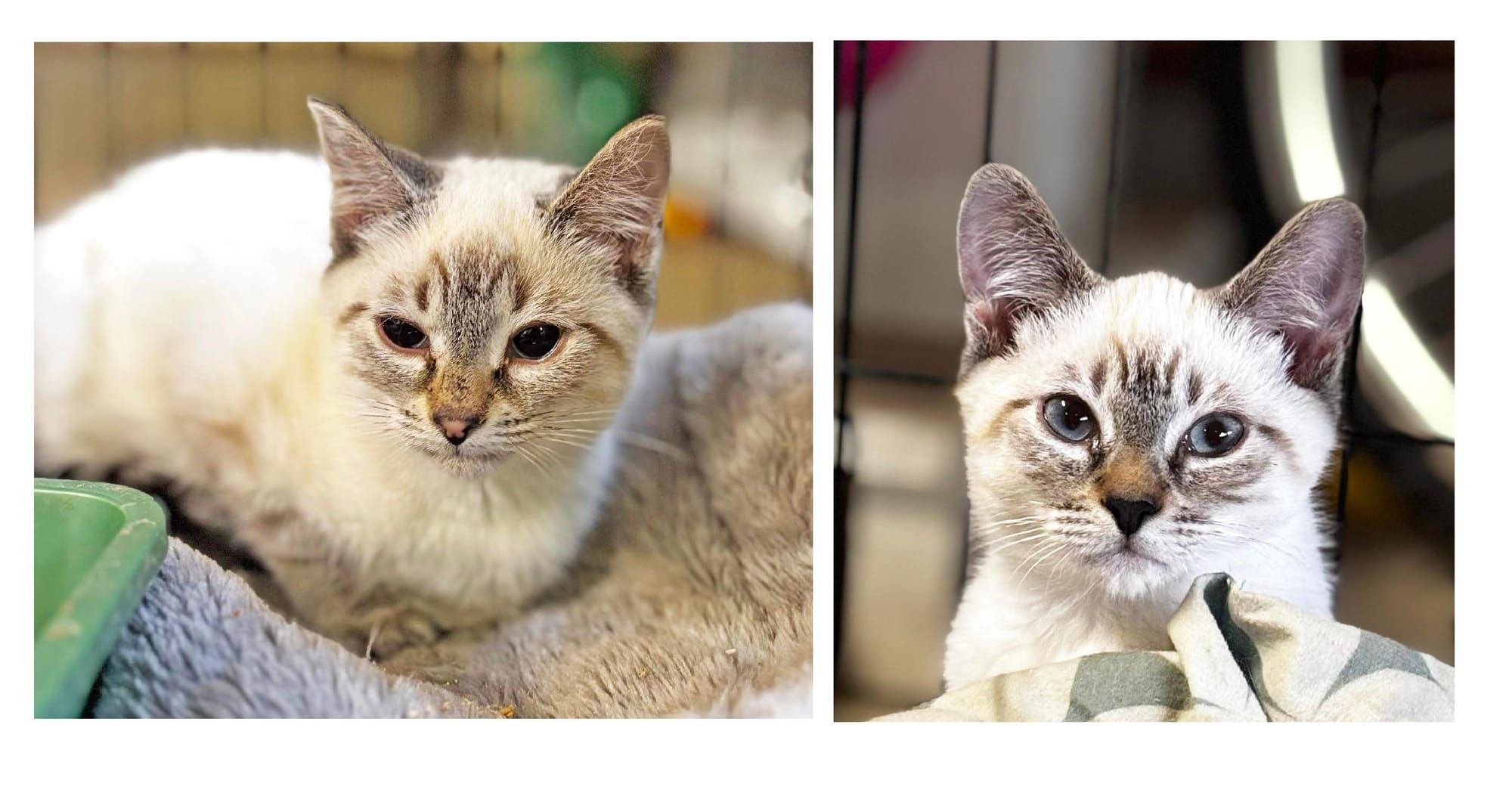 PAWS Bravehearts Pet of the Week