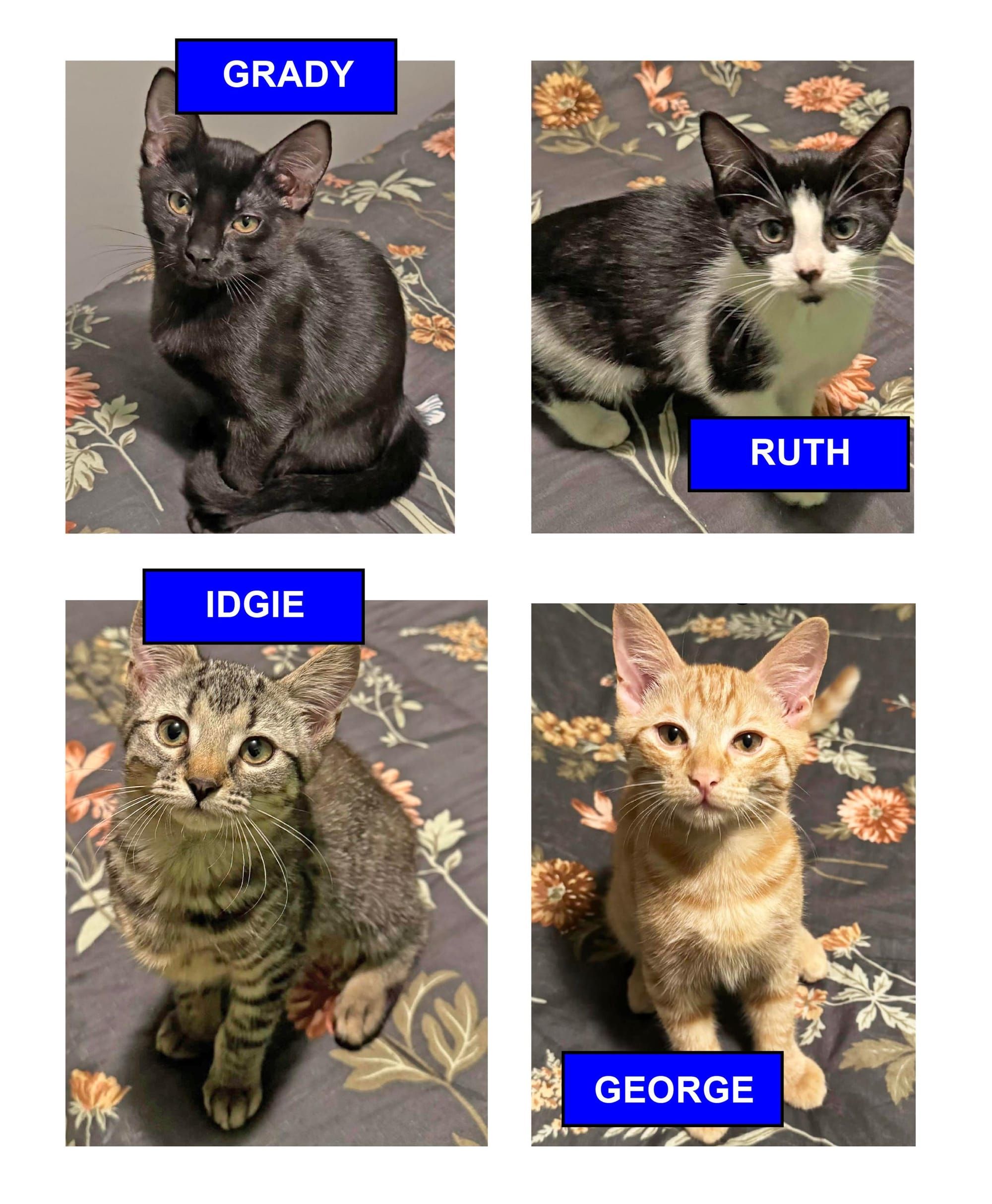 PAWS Bravehearts Pet of the Week