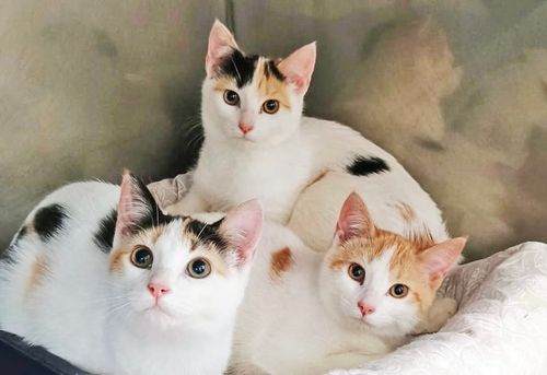 PAWS Bravehearts Pet of the Week