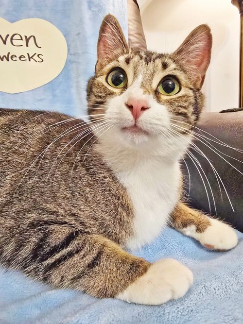 PAWS Bravehearts Pet of the Week