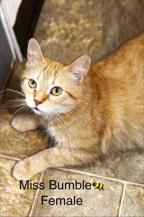 PAWS Bravehearts Pet of the Week