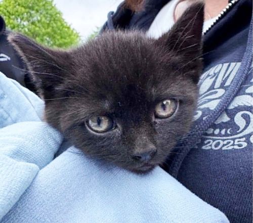 Kitten Survives Journey from  New Jersey to Calais, Finds Forever Home
