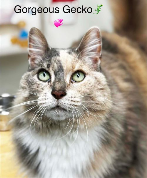 PAWS Bravehearts Pet of the Week