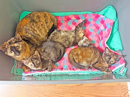 PAWS Bravehearts Pet of the Week